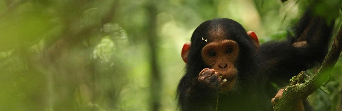 Evolutionary Anthropology